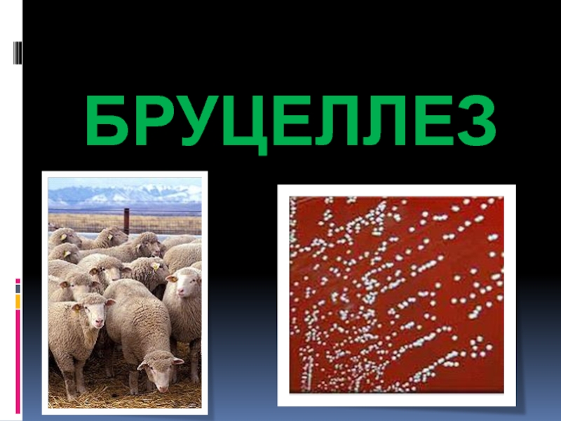 Бруцеллез в атнинском районе. Бруцеллез презентация. Презентация на тему бруцеллез. Бруцеллез животных презентация.